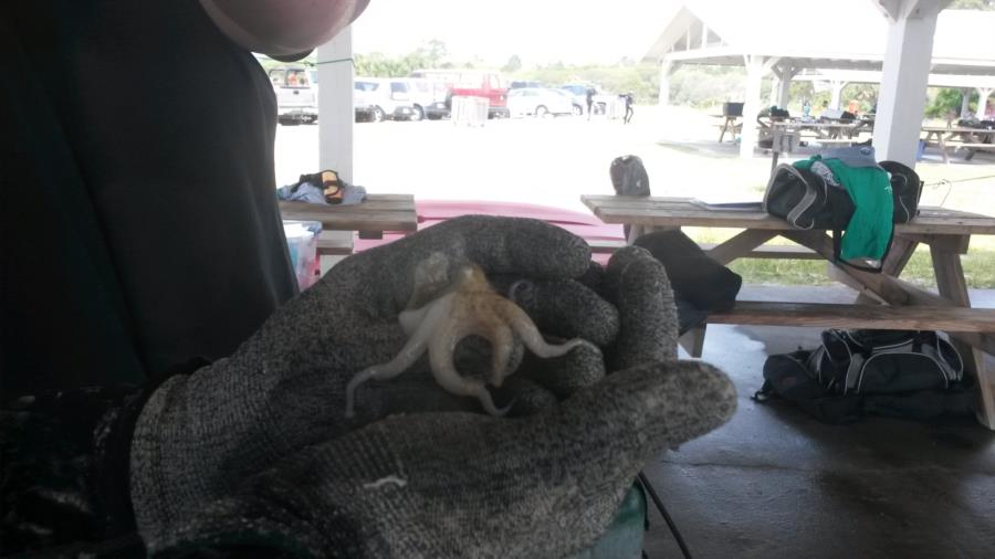 hitchhiker cephalopod during the beach clean up