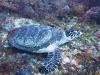 Sea Turtle in Cozumel