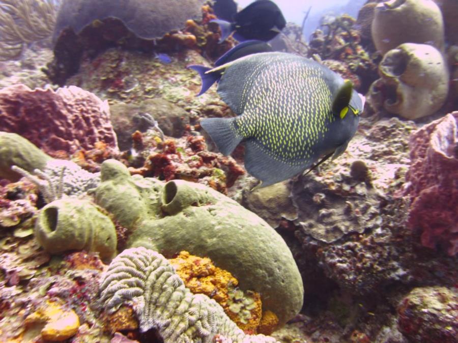 Cozumel Coral and Fish