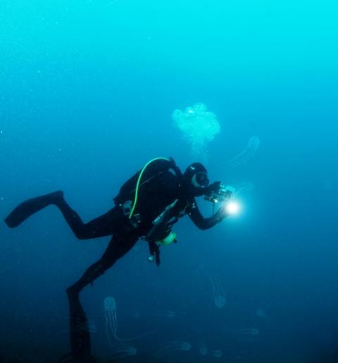 Diver snapping jellies