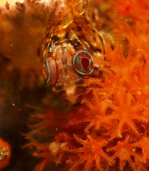 Klipfish Softcoral