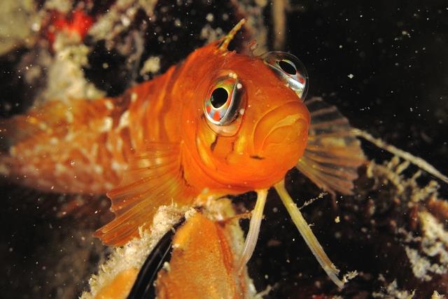 Orange Klipfish