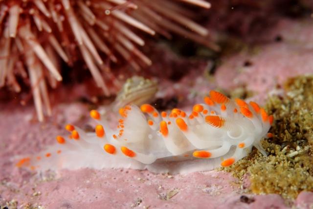 Clubbed nudi