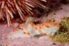 Clubbed nudi