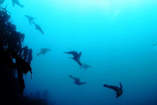 Seal silhouettes