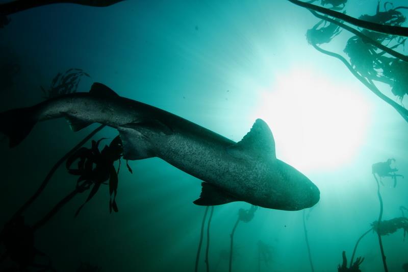 7 Gill Cowshark