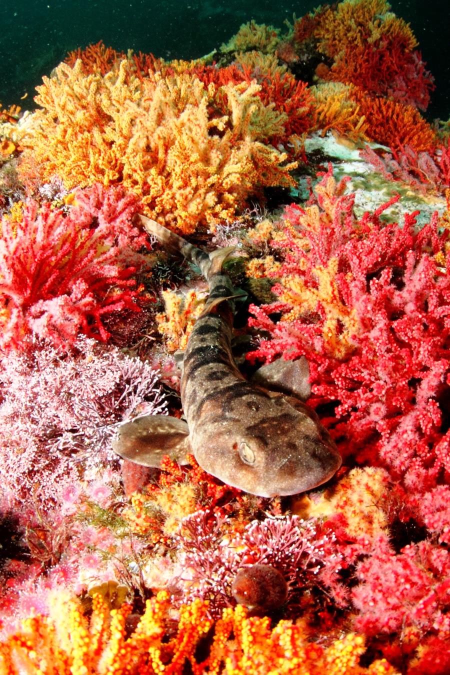 Puffadder Shyshark