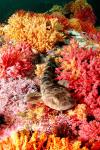 Puffadder Shyshark