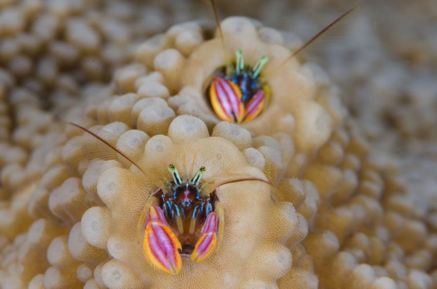 Coral Hermit Crabs