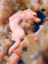 Pygmy Seahorse