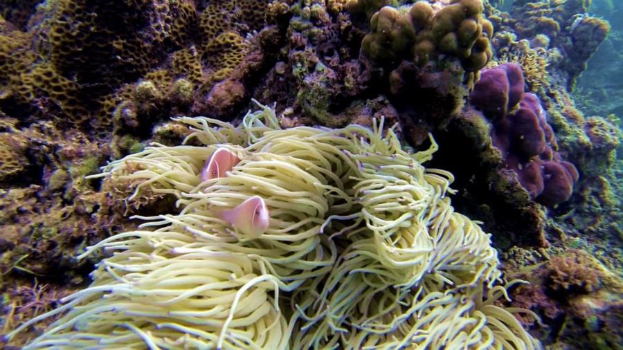 Anemone Fish