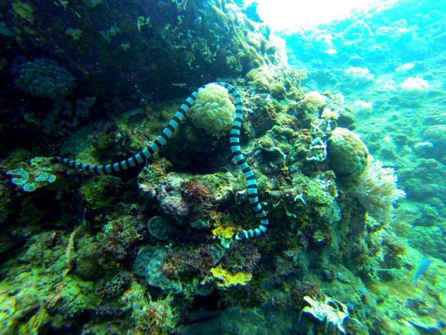 Sea Snake