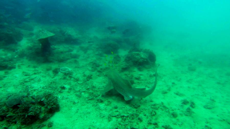 Shark in Palawan