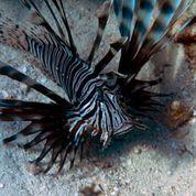 Lionfish