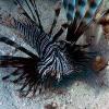 Lionfish - Badlander316