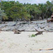 Lizards on the Beach