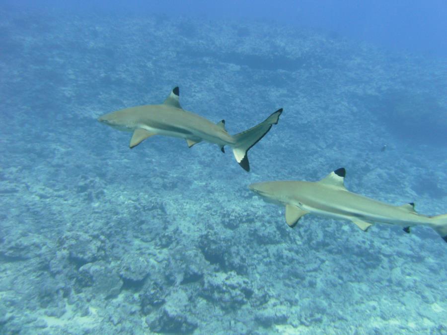 Black Tip dive buddies, Moorea