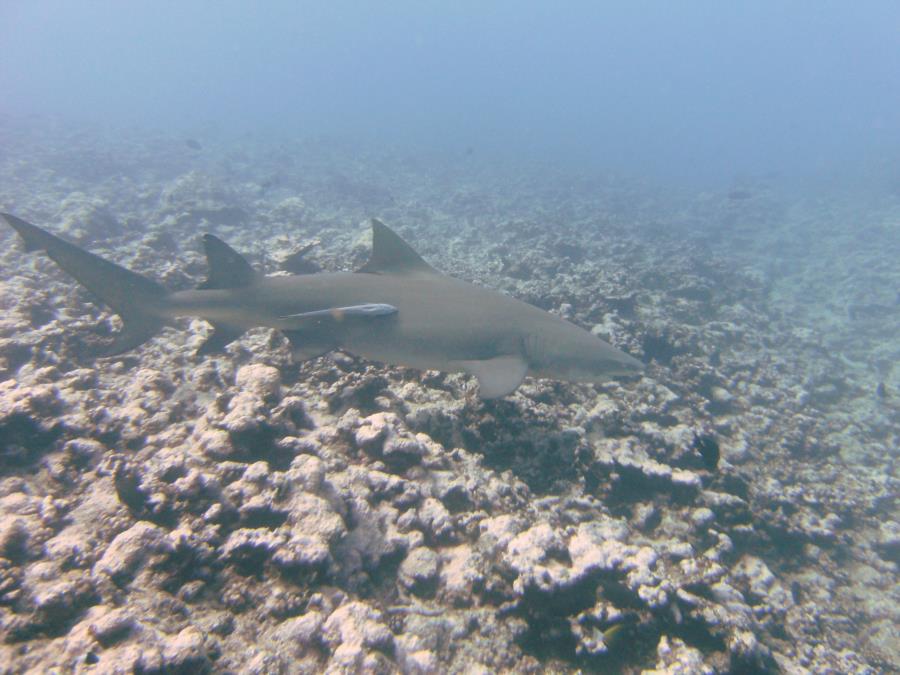 Lemon Shark, Moorea