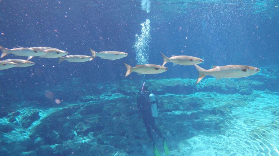 Ginnie Springs