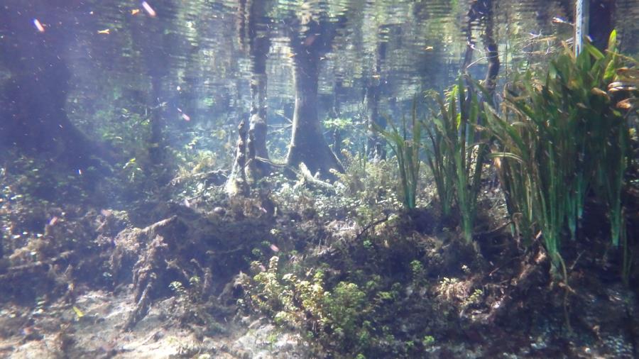 Ginnie Springs