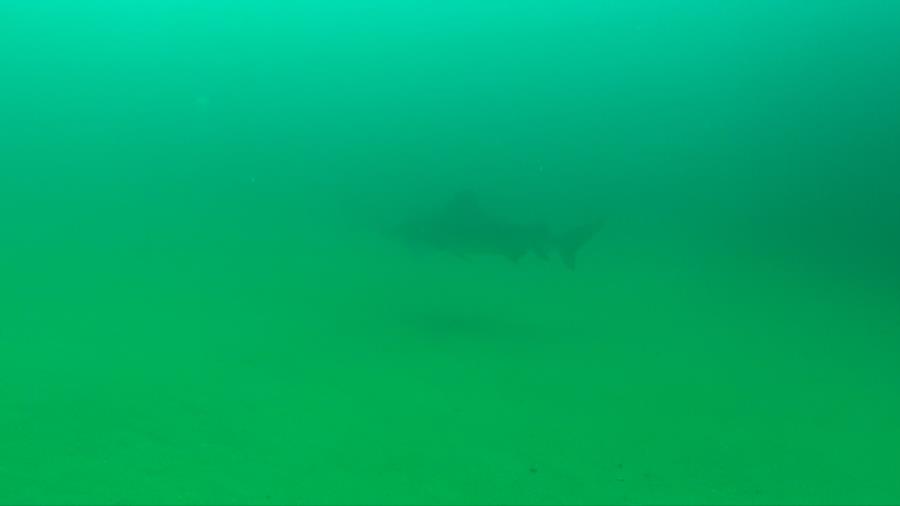 Bull Shark