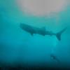 Whale shark, Maldives