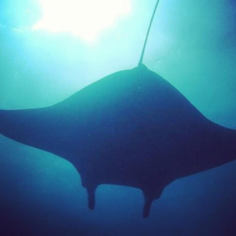 Manta, Maldives