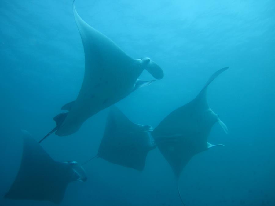 Manta parade :)