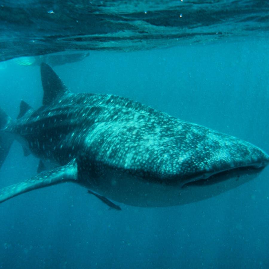 Whale shark, Maldives