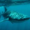 Whale shark, Maldives