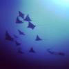 Free diving with eagle rays
