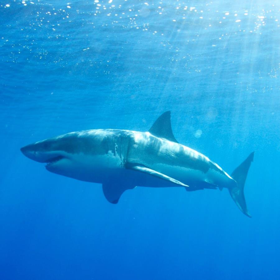 Diving with great white shark at Guadalupe Mexico