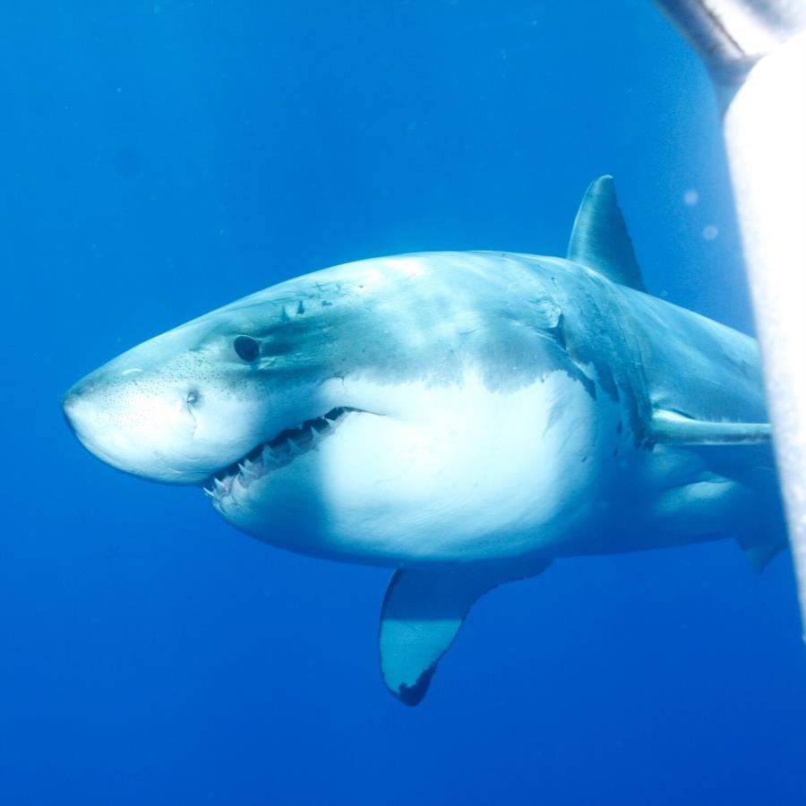 Smiley great white shark ;)