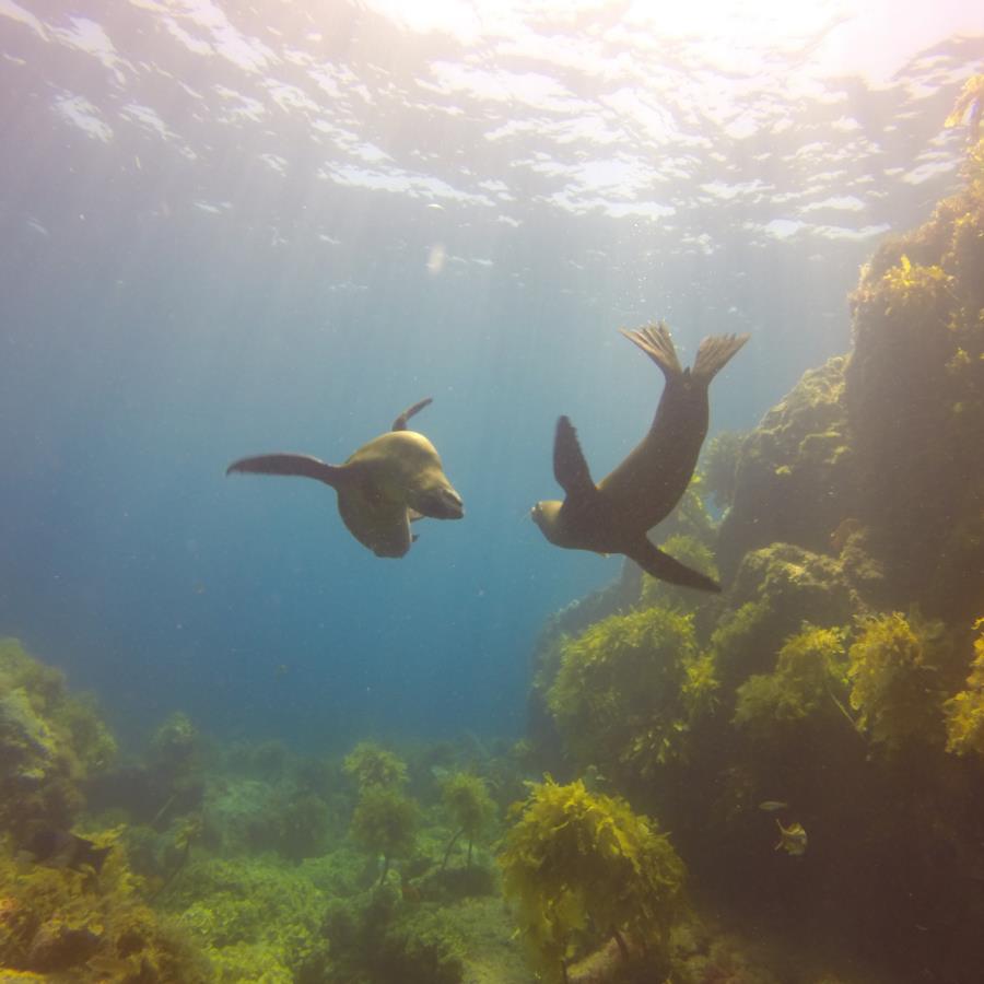 Playful sea lions