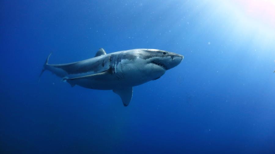 Gorgeous GW Shark ;)