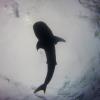 Silhouette of Whale Shark