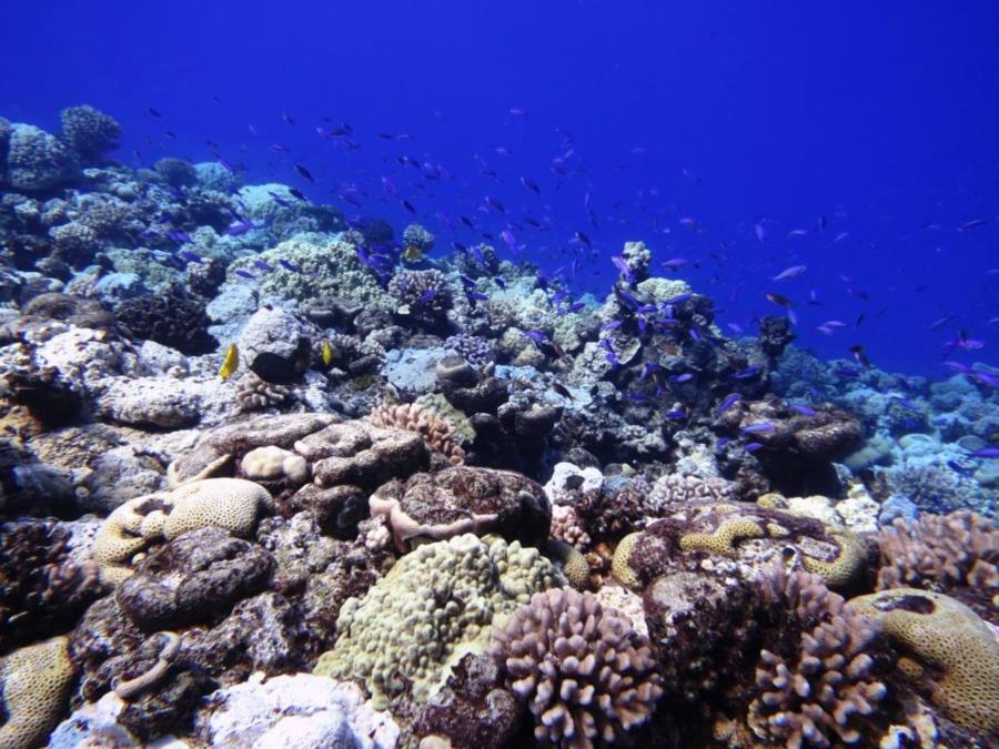 Wake Island seascape