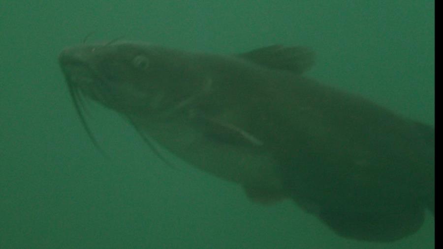Catfish
