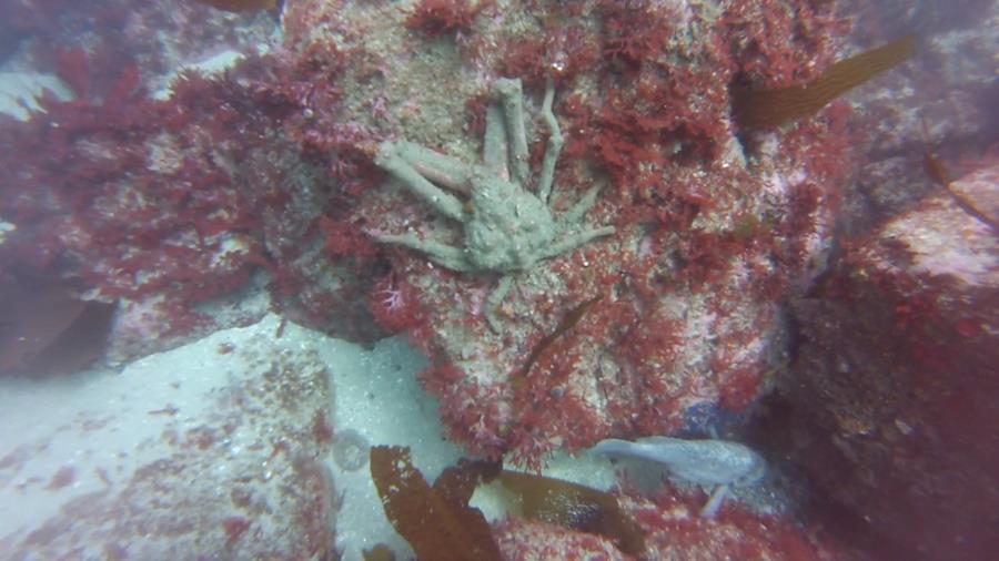 Sheep Crab @ McAbee 4-13-2016