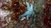 Blue Sea Star @ McAbee, Monterey