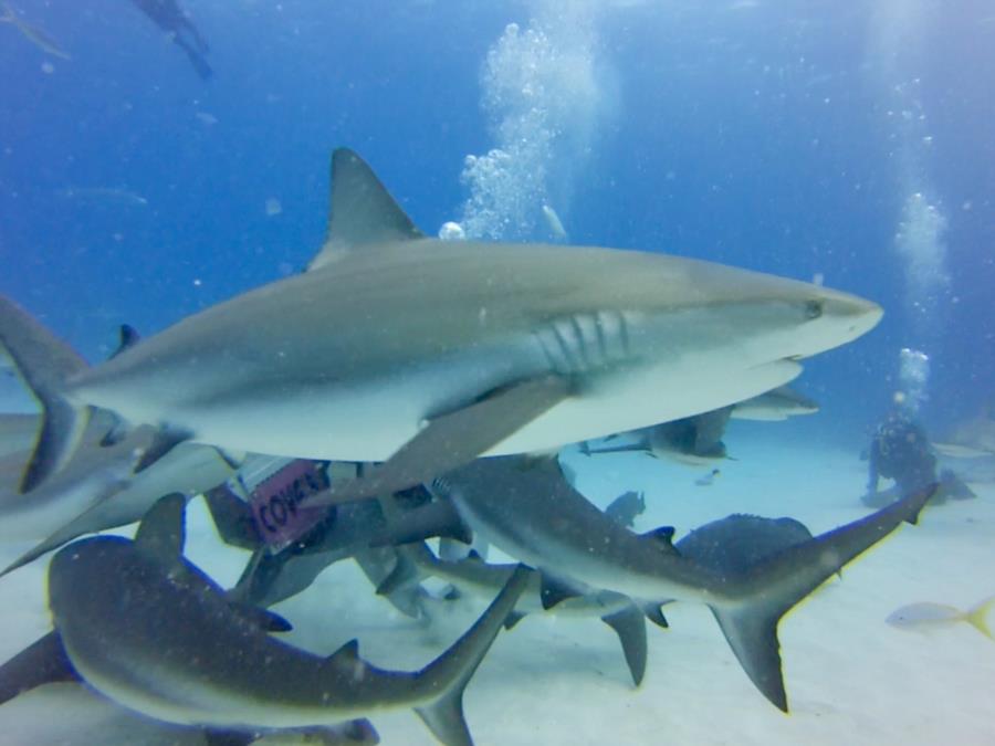 Bahamian Reef Shark Feeding