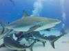 Bahamian Reef Shark Feeding