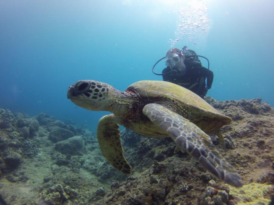 Wife with turtle