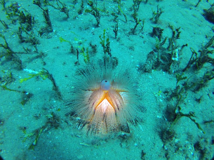 Blue spotted sea urchin