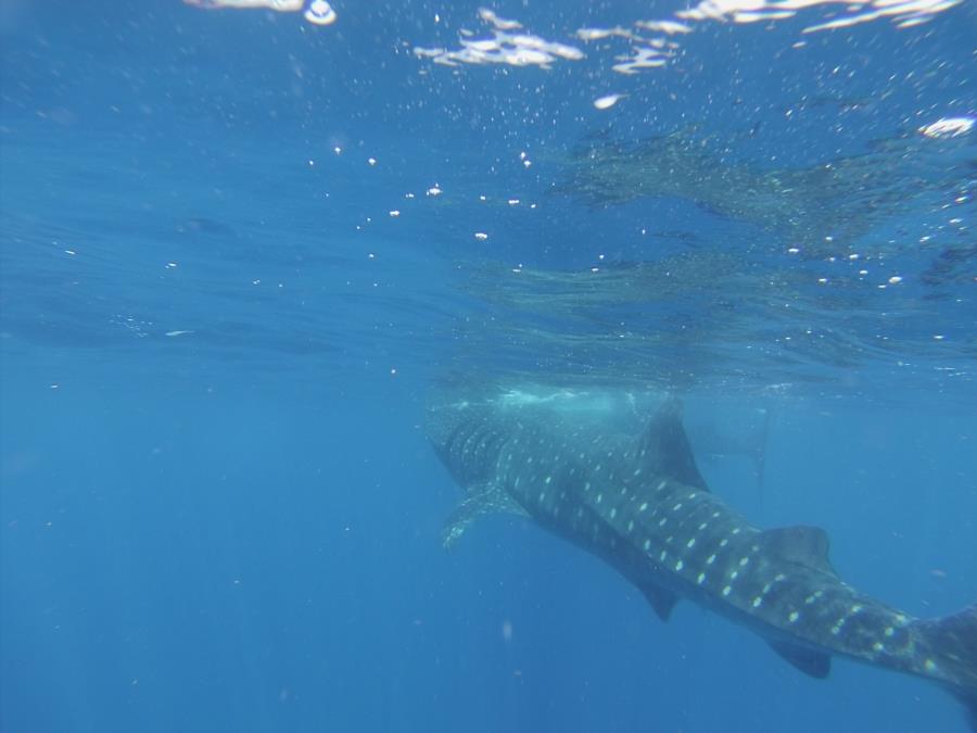 Whale Shark