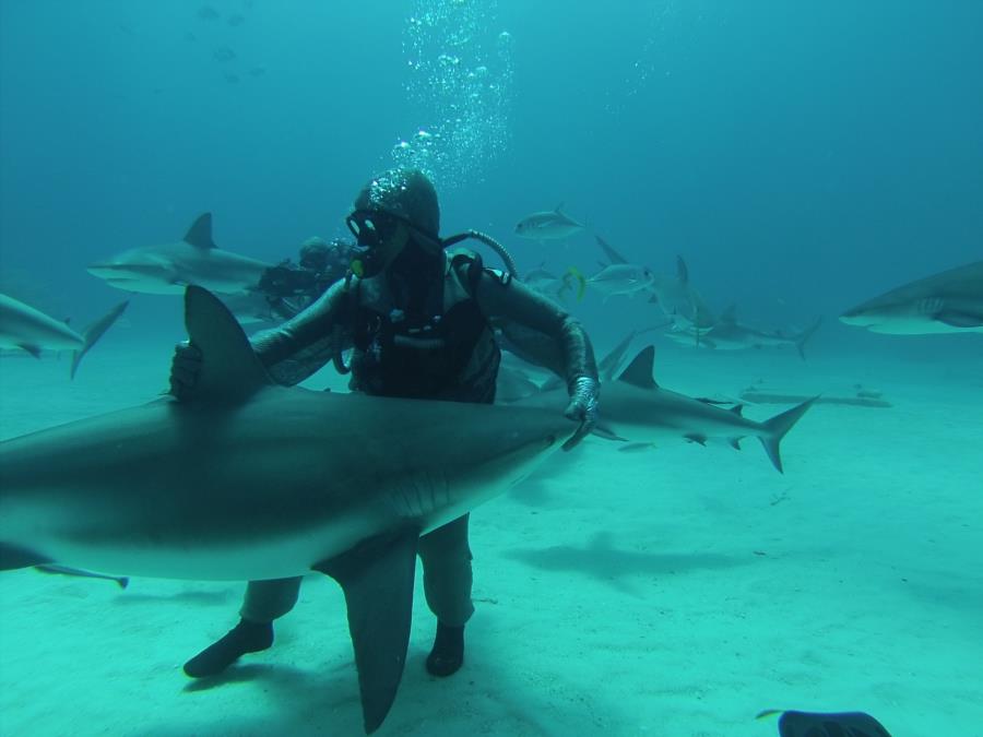 Shark feeding