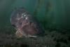 Giant Black Sea Bass at Anacapa