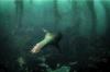 sea lion at San Clemente Island shot by Fischbach