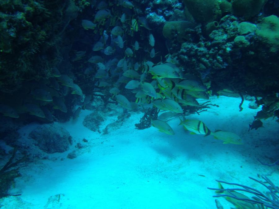 Cozumel1