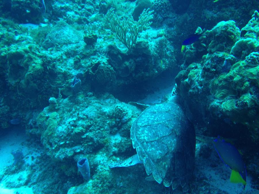 Cozumel3